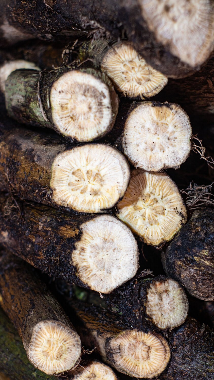 গাছ চুইঝাল